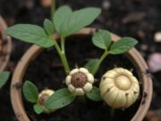 Весовые семена: особенности и применение